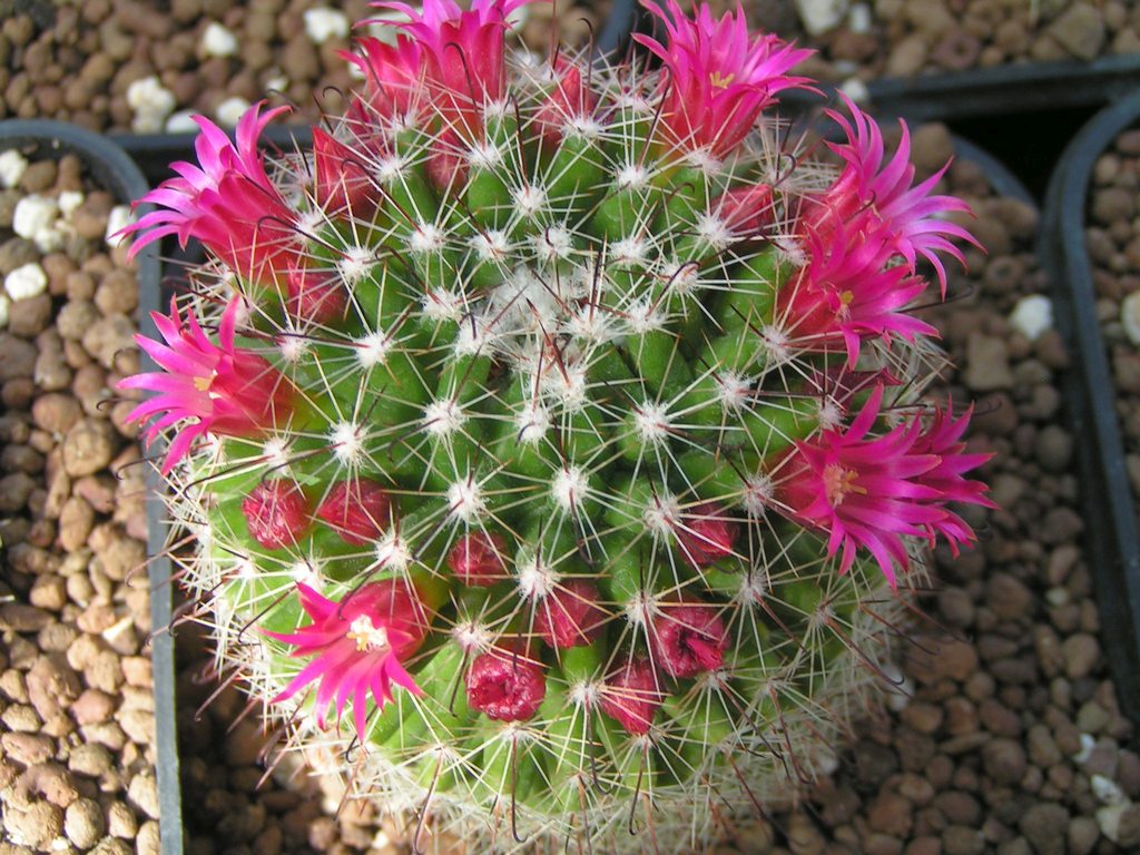 Mammillaria isotensis Rep771